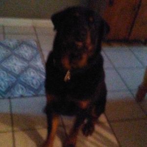 Meet your Posher, Laurie